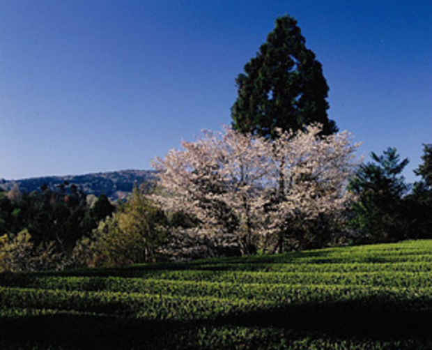 poster for Hiromichi Sakiyama "Yamato Plains: Songs From the Tea Fields"