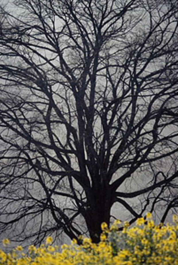 poster for Manabu Yamamoto "Tree"