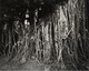 poster for Junnosuke Akita “The Gajumaru Tree of Amami”