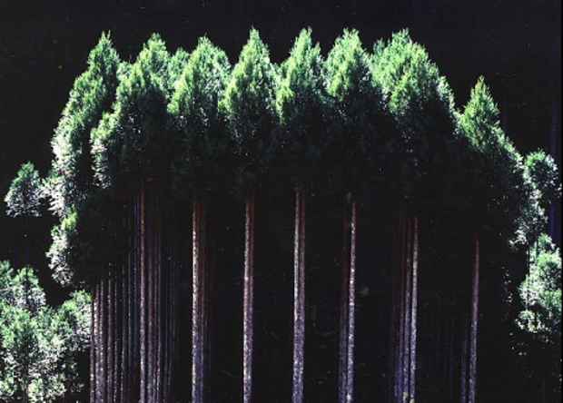 poster for Hiroyuki Toritani “Kyoto’s Back Yard: The Cedar Forests of Kitayama”
