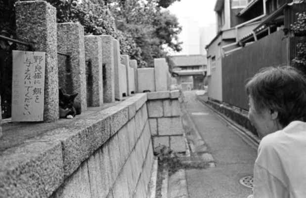 poster for Kurato “Cat Street Strolls Ver. 1.2”