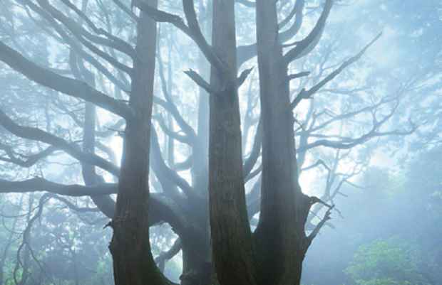 poster for Eiji Kitsuno “Forest of Life: Kyushu”