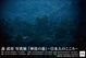 poster for Takeshi Mori “Forests of the Shrine - The Heart of the Japanese People”