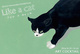 poster for Keigo Takahara “Like a Cat”