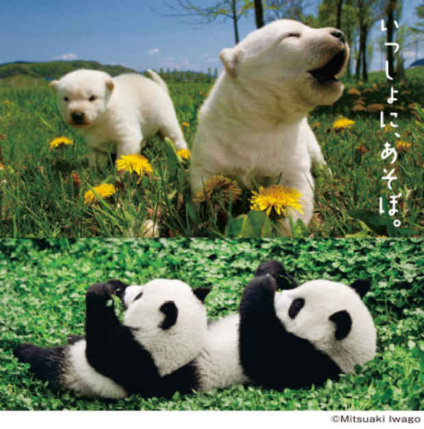 poster for Mitsuaki Iwagou Photography Exhibition “Dogs / Pandas”