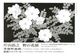poster for Haruyuki Katayama “The Flower of a Field”