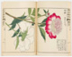 poster for 「薬草の博物誌 - 森野旧薬園と江戸の植物図譜 - 」展