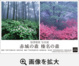 poster for Yasutaka Harasawa “The Forests of Mt.Akagi and Mt.Haruna”