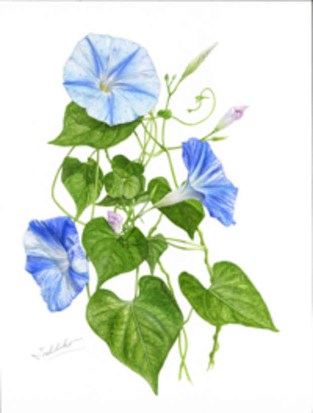 poster for Toshihiko Kakogawa “Botanical Art - Beautiful Flower”