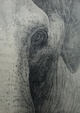 poster for 「井の頭自然動物園の象のはな子さんをめぐって 敬愛する動物たち」
