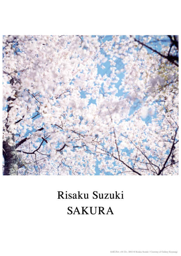 poster for Risaku Suzuki “Sakura”