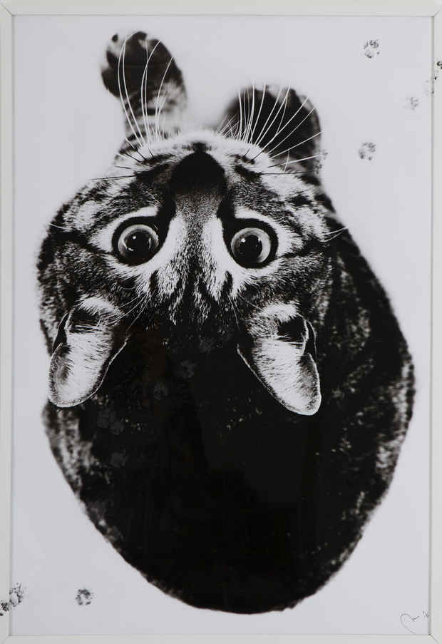 poster for Cat Art 展