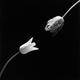 poster for “Memento Mori” Robert Mapplethorpe Photographs from the Peter Marino Collection