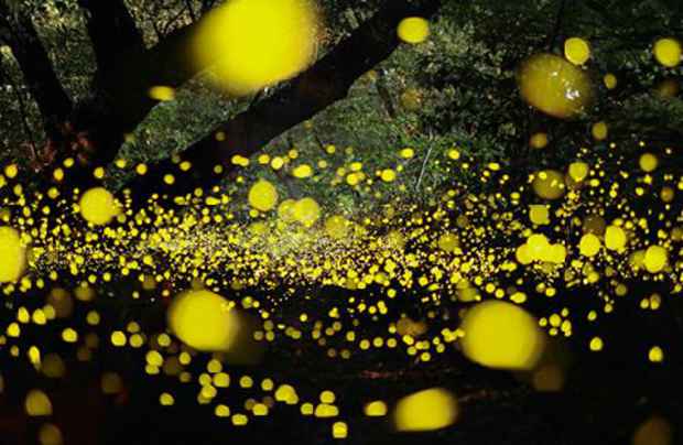 poster for Tatsuya Tanaka “Photographs of Fireflies”