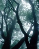 poster for Takayuki Yamazaki “The Forest of Mennoki”