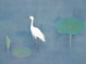 poster for Atsushi Uemura “Conversing with Birds”